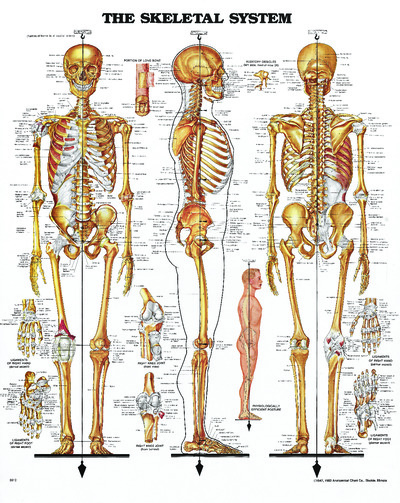 Poster - The Skeletal System