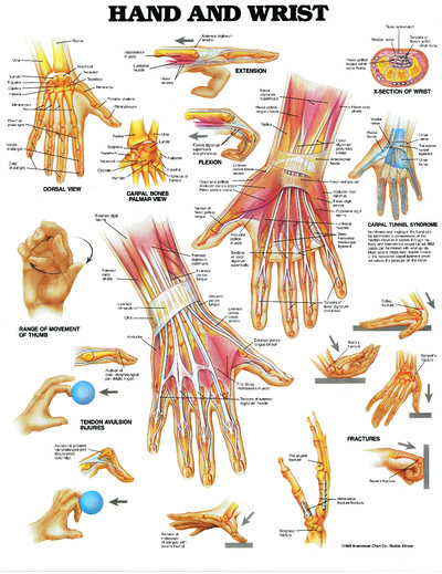 Poster - Hand and Wrist