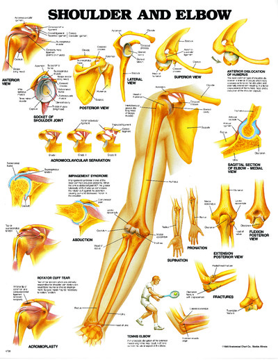 Poster - Shoulder and Elbow